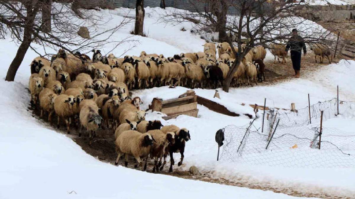 Kuzuların güvenliği için uykusuz kalıyorlar! Soğuk hava besicileri vurdu: Gece boyu nöbet sürüyor