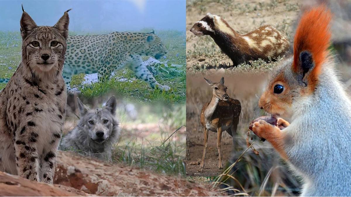 Türkiye’nin en değerli hayvanı ilan edildi! Yanından bile geçmeyin: Elini sürene anına 45 milyon TL ceza…