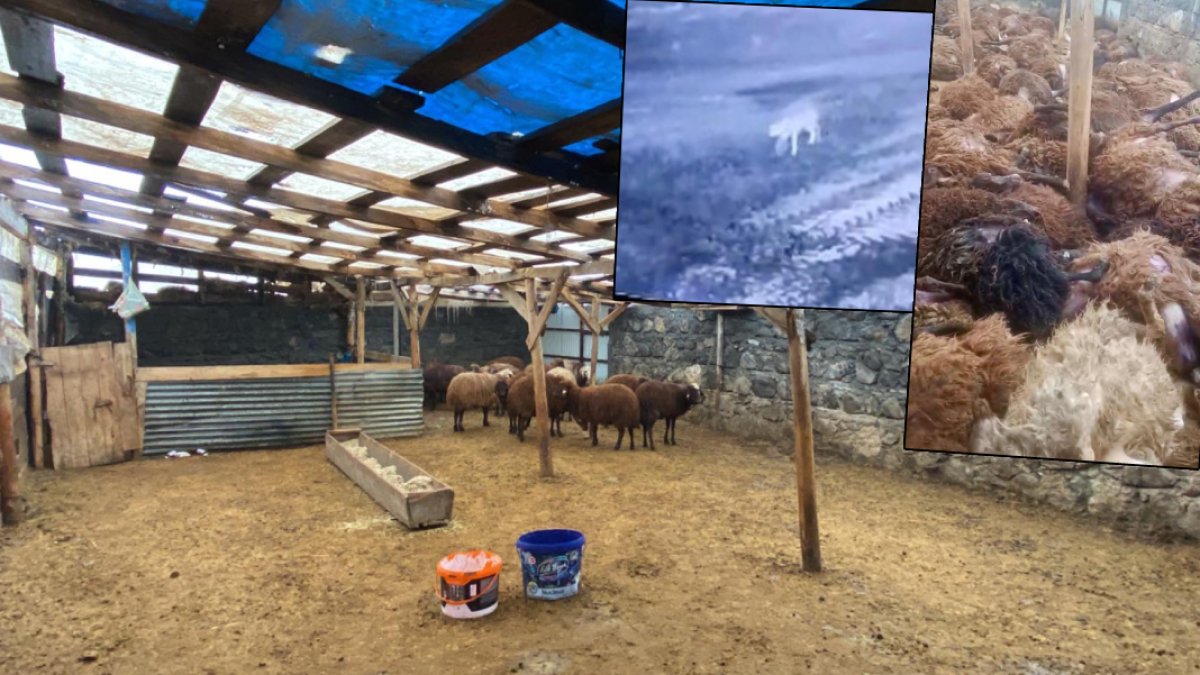 Tek başına, 2,5 saatte 200 koyunu telef etti