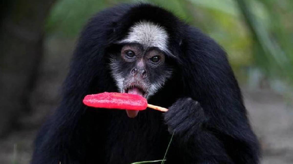 Rio’da bunaltan sıcaklar: Hayvanlara dondurma ikramı