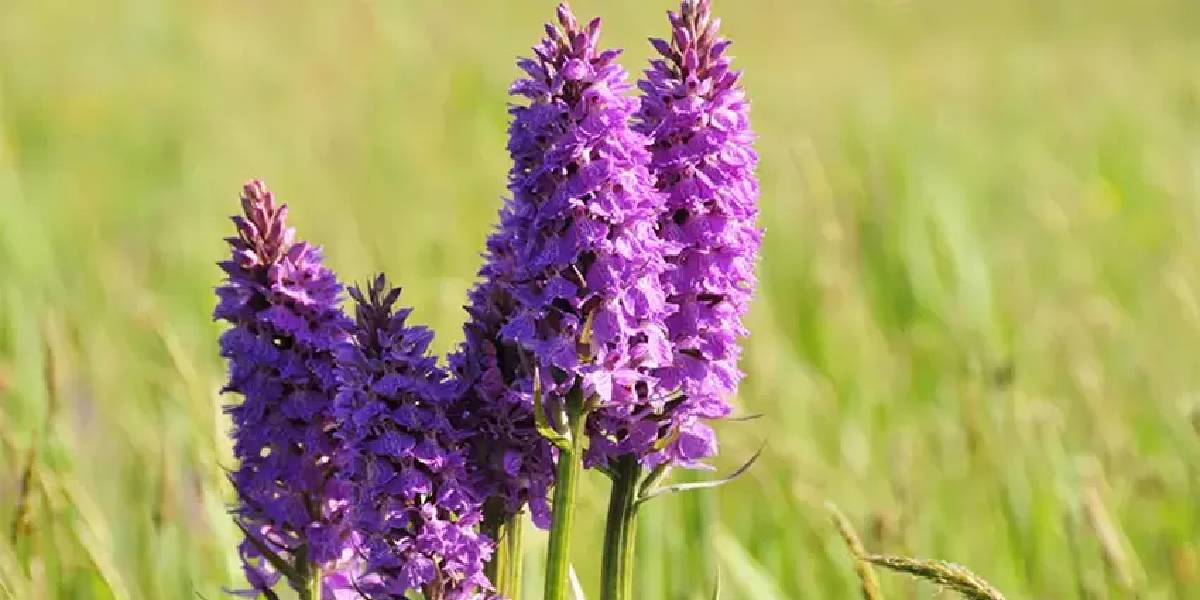 Çaya ve fındığa alternatif oluyor, üreten çokça kazanıyor! Trabzonluların yeni geçim kaynağı