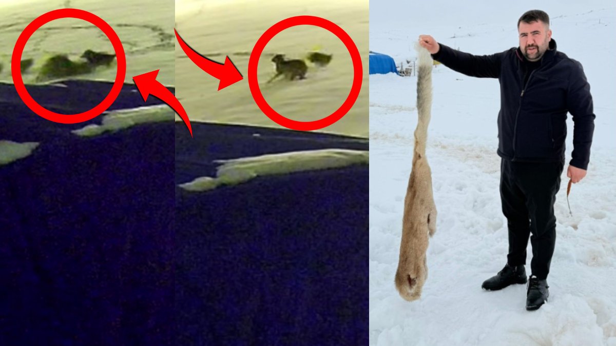 Sivas’ta dehşet anları kameraya böyle yansıdı: Aç kalan 6 kurt çiftlik köpeğini parçaladı!