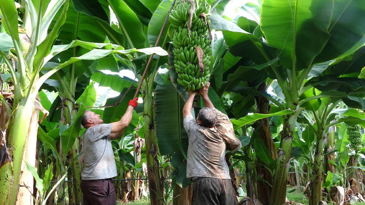 Tarlada 35 TL’den satılıyor, markette fiyatı 90 TL’yi buluyor! Hem yazın hem kışın yetişiyor, üreticinin umudu oluyor