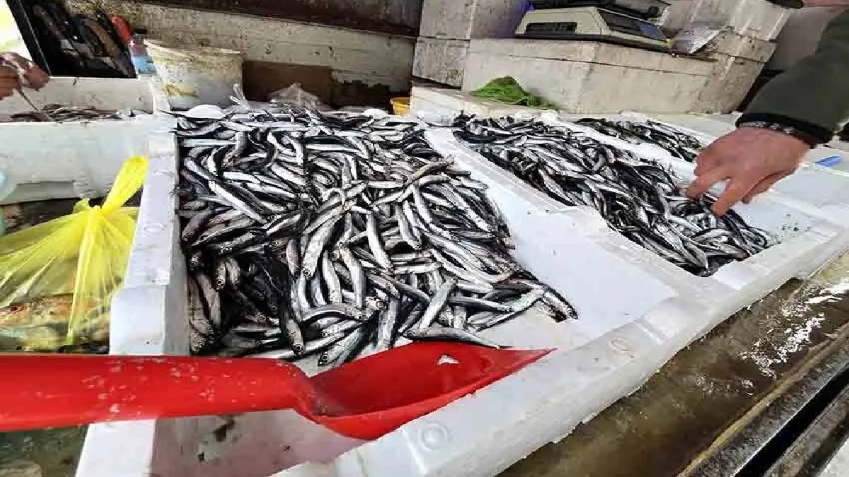 Tezgahlara geldi, herkesi mutlu etti! 200 TL’den satılıyor, kapış kapış gidiyor