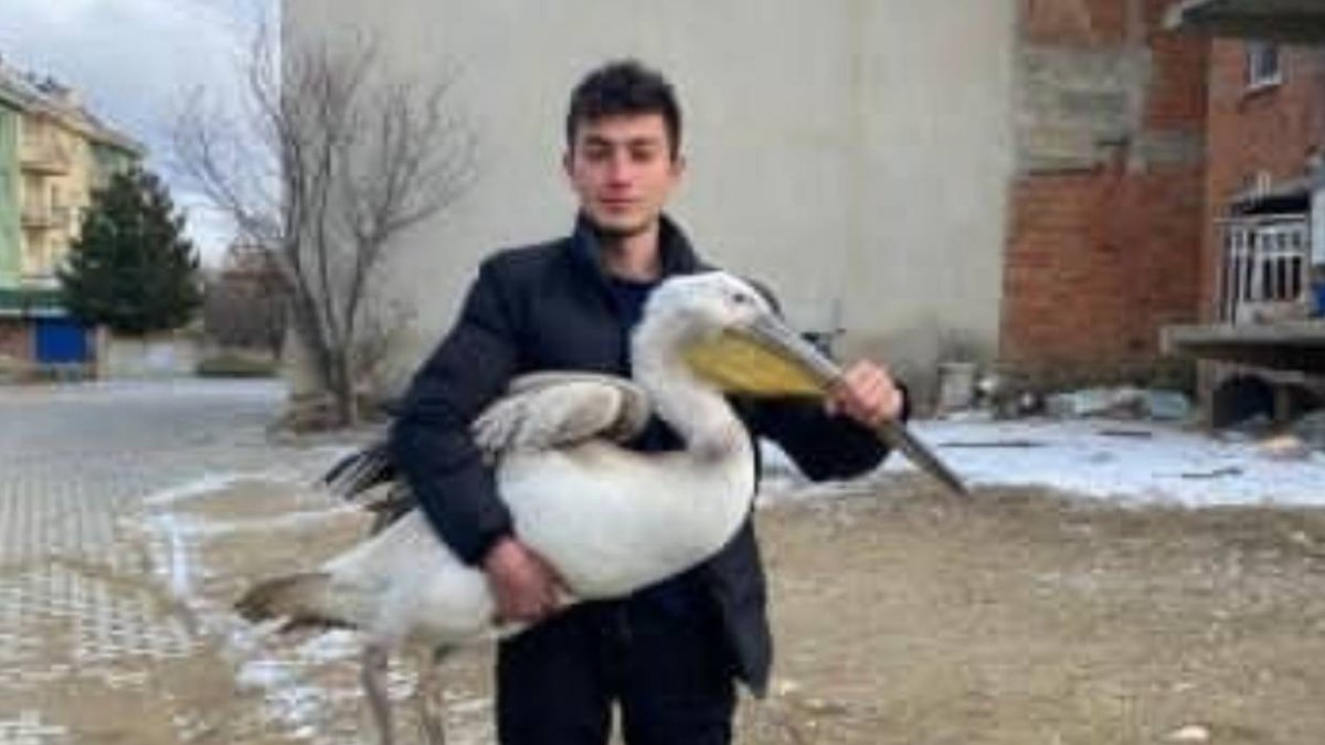 Er fand den Riesenpelikan, als er auf der Straße ging! Er rettete den Vogel, der zu Boden fiel, mit jeder seiner Bewegungen