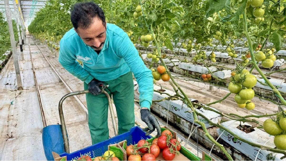 Jeotermal serada yetiştirilen ürünler Avrupa pazarına açılıyor: Eksi 25 derecede yıllık 1.200 ton üretim