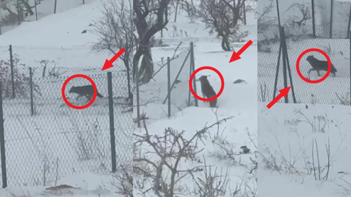 Aç kalan kurtlar dağlardan indi, mahallere aralarına kadar girdi! O görüntüler kamerada