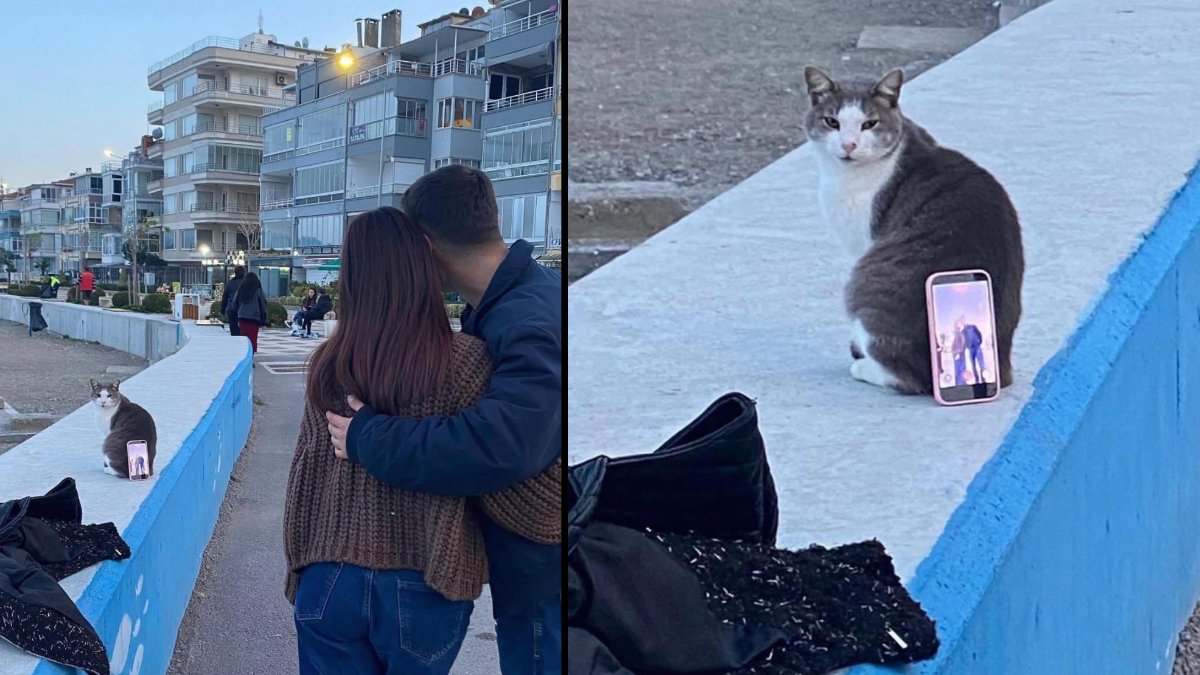 Fotoğraf çekimine "Pati" yardımı: Kediyi tripod yapıp fotoğraf çektiler!