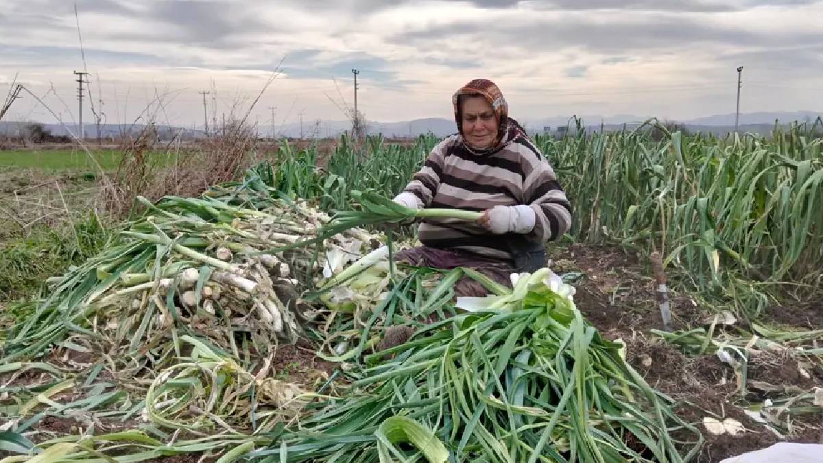 Rekolte yükseldi fiyatı 10 liraya kadar düştü! Bereketli sezonu müşterisizlik vurdu: Pazar arayışı sürüyor