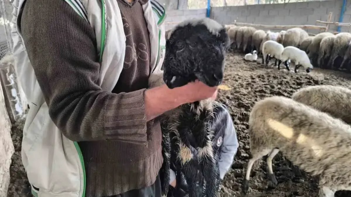 Bu kuzuyu görenler gözlerine inanamıyor! İki başı, iki ağzı ve dört gözü var