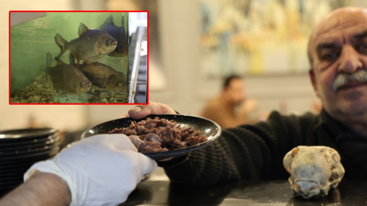 Diyarbakır'da sıradışı menü: Bu piranalar 12 yıldır kelle paça ile besleniyor