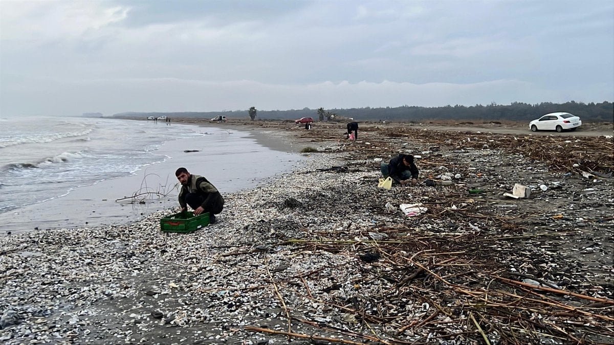 Fırtına sonrası sahil beyaza büründü! Fırsat bilen balıkçılar akın etti: Kasa kasa topladı