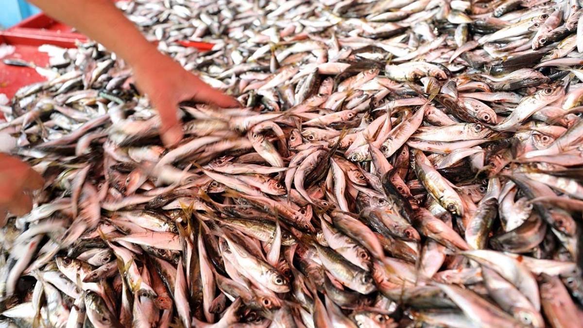 Hamsiyi tahtından salladı, tüm tezgahlarda yerini aldı! Kilosu 100 liradan alıcı buluyor