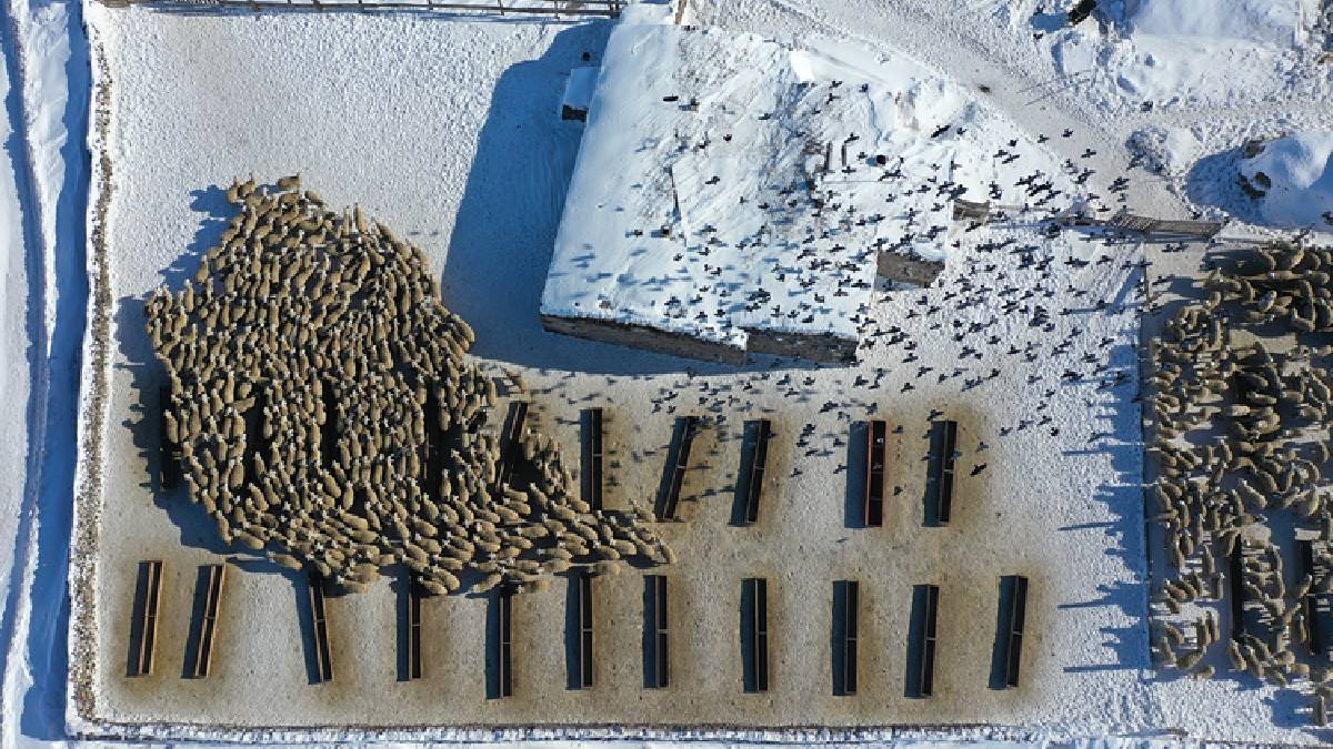 ‘Burada yapamayacaksınız’ dediler kimseyi dinlemedi! Devlet desteğini aldı, sayısı 100 olan sürüyü 7 kat büyüttü