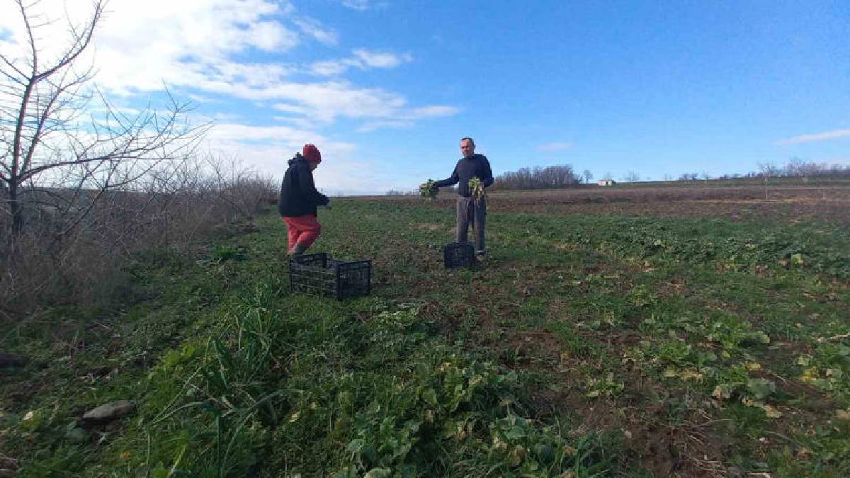 4 mevsim toprakta emek veriyorlar! Karı-koca bir mesai: Aracısız pazara ulaşıyor