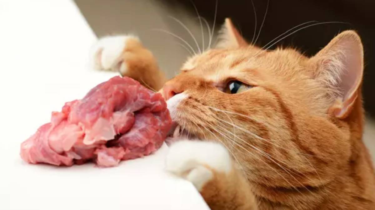 Ne 1 kez ne 4 kez! Kedilerin doğru beslenme yöntemi nasıl olmalı? Uzmanlardan net cevap