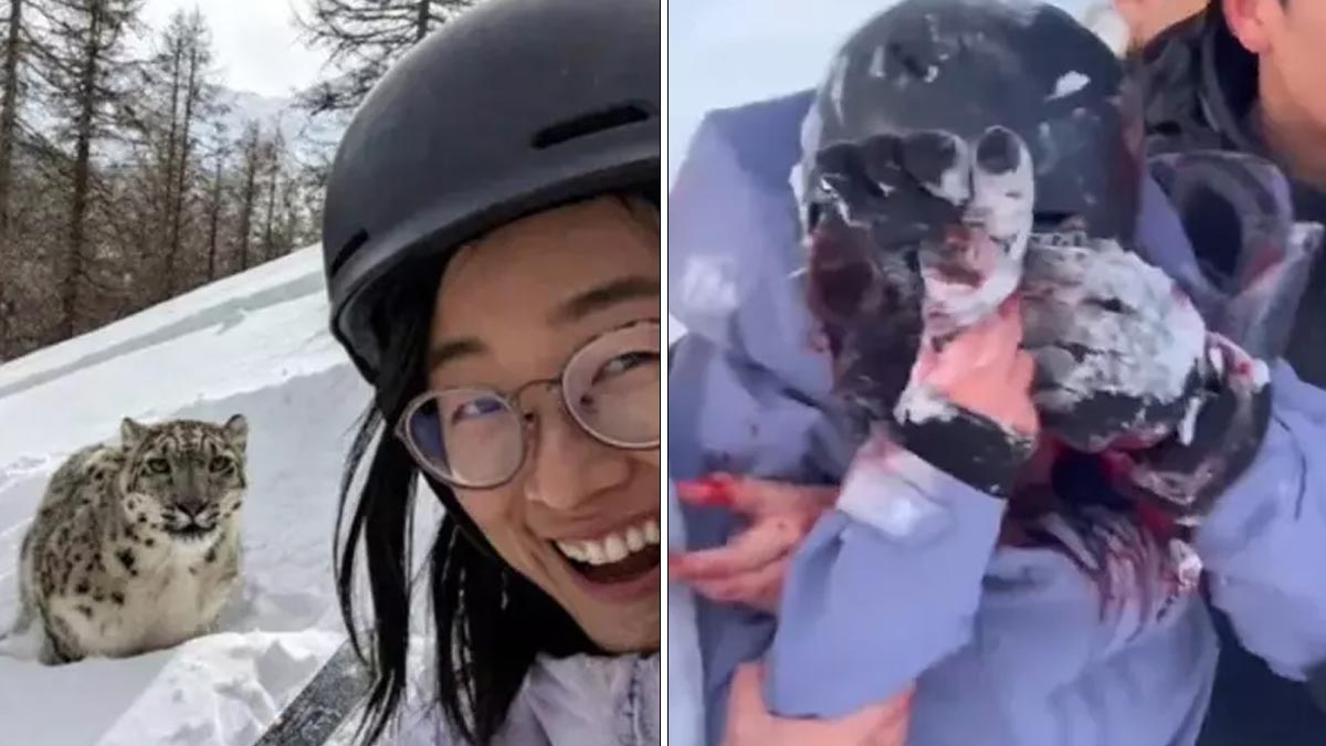 Uyarılara aldırmadı: Leoparla fotoğraf çekmek isterken yaralandı