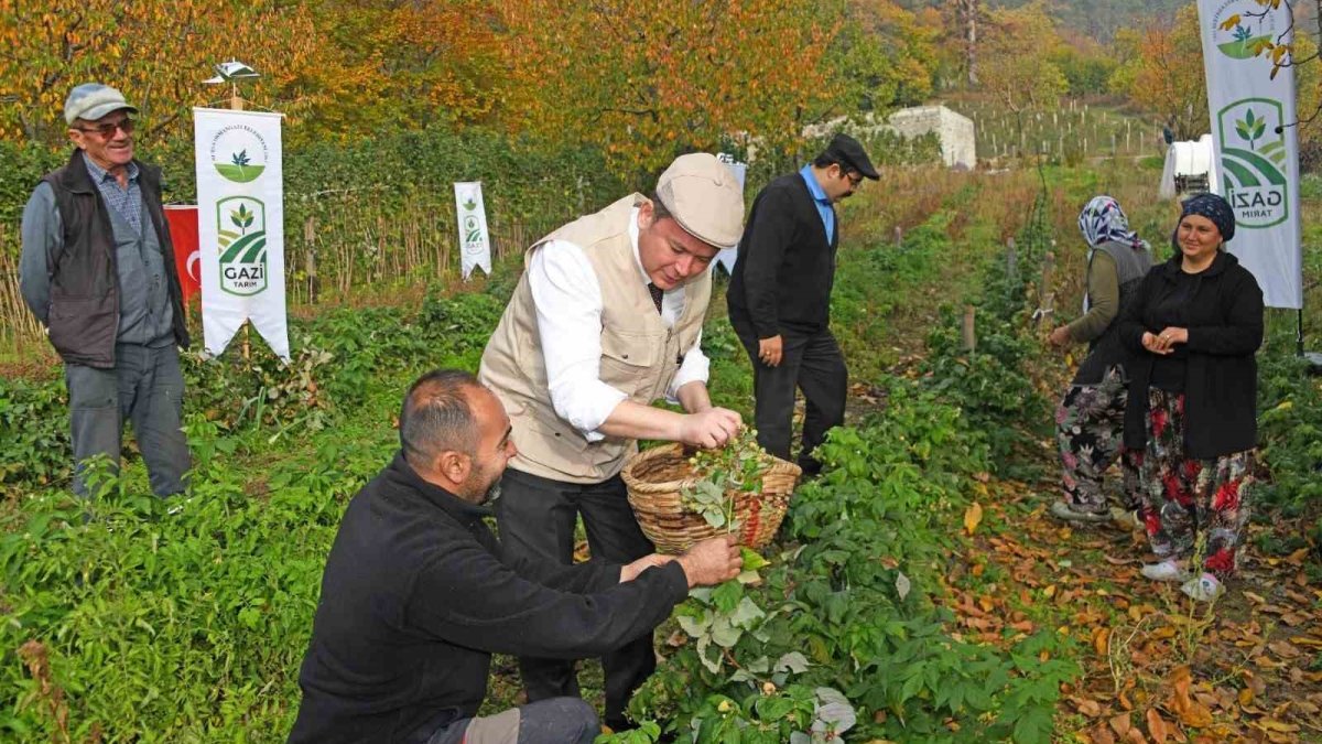 Madenlerde aramayın, topraktan fışkırıyor! Altın değerinde üretim başladı: Topraktan 1 buçuk milyon liralık gelir fırsatı