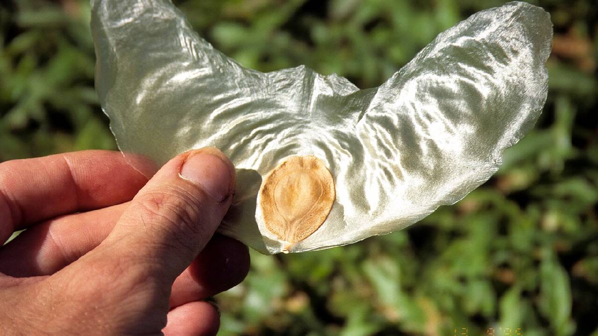 Bu tohumlar havada süzülüyor… Yaprağa benziyor ama her biri birer can taşıyor