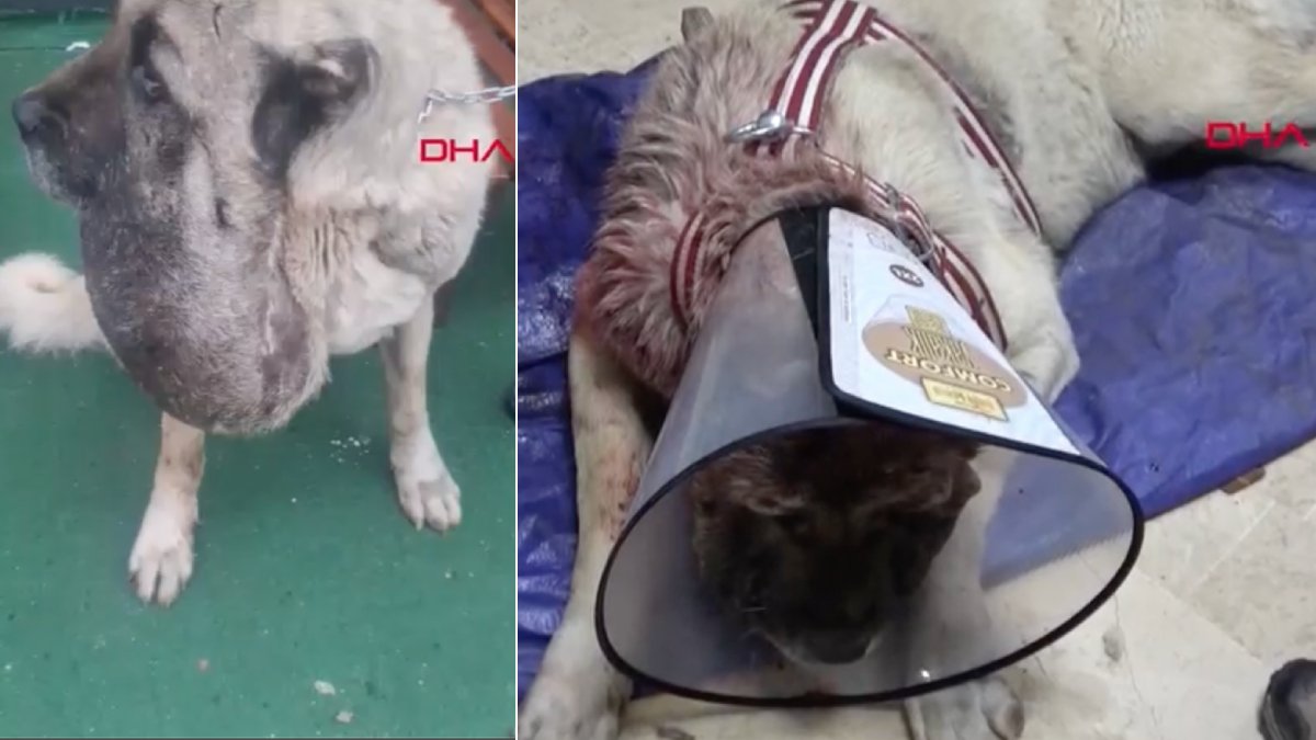 Sivas'ta 'kurt saldırısı' sanılan gerçek ameliyat masasında ortaya çıktı: Kangal, 9 kiloluk tümörden kurtuldu