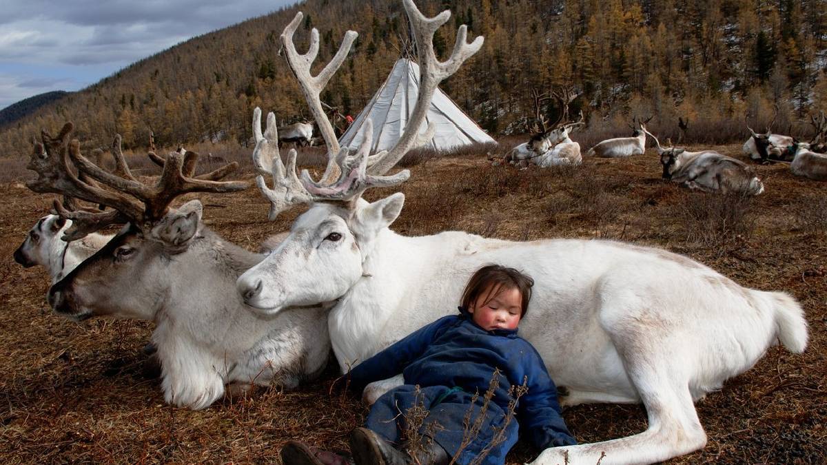 Dünyada nadir görülüyor… Beyaz “Ruh Geyiği” orada görüldü! Herkes kameralarına sarıldı