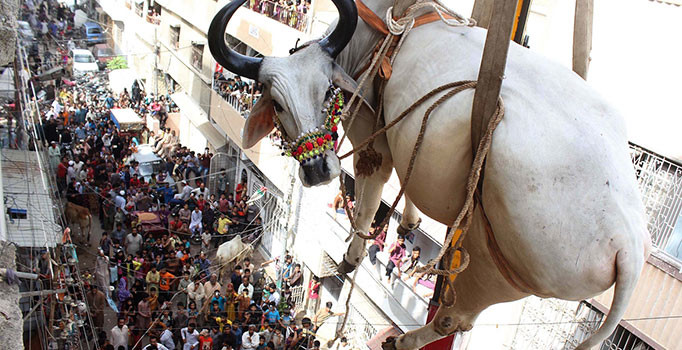 Pakistan'da bir kişi kurbanlıkları çatıdan vinçle indirdi