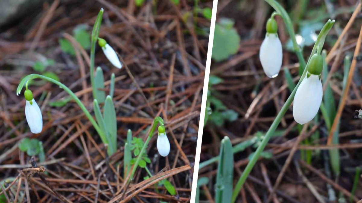 Görürseniz dokunmayın bile! Bir tane koparmanın bedeli servet değerinde: Tam 699 bin TL!