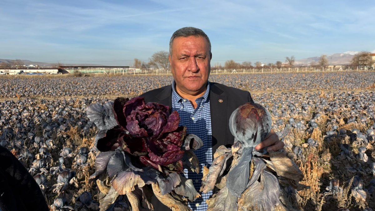 Kara lahana tarlada karardı, markette fiyatı katladı: "500 bin lira göz göre göre çöpe gitti"