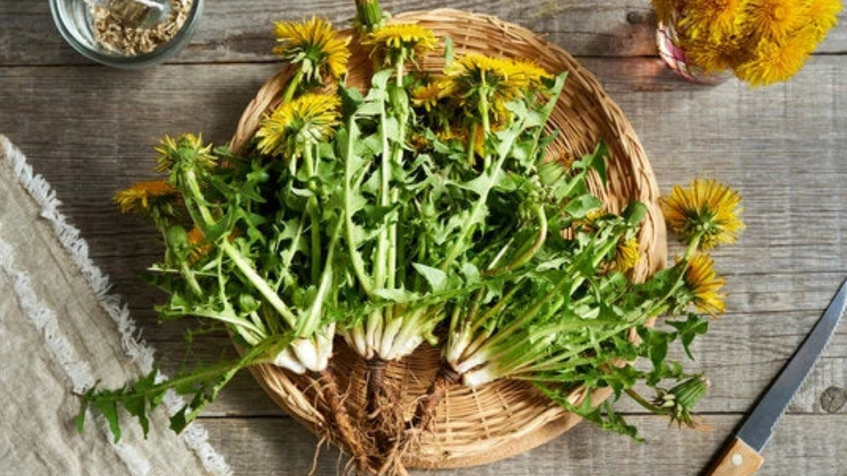 Bağışıklığı güçlendirirken kilo vermeye yardımcı oluyor! En sağlıklı besinler listesinde yer alıyor: Bilimsel veriler kanıtladı