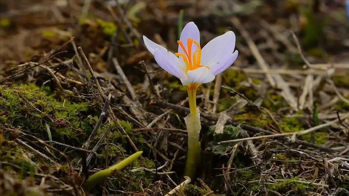 Cemre ne zaman düşecek? Baharın habercisi için geri sayım başladı: İşte cemre düşme tarihleri