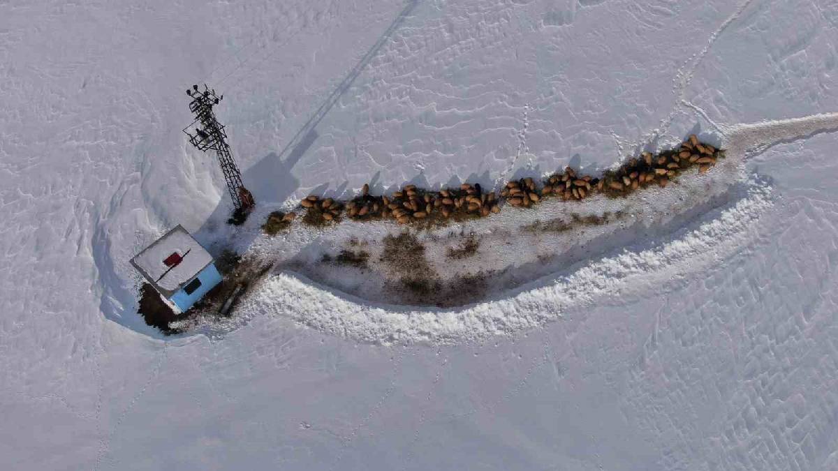 -15 derecede en zorlu mesai! Tek geçim kaynaklarına sımsıkı sarılıyorlar: Çetin kış şartları onları yıldırmıyor