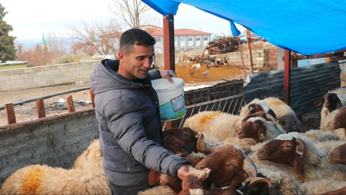 Depremin yaralarını hayvancılık desteğiyle sardı: Telef olan sürüsü devlet desteğiyle yeniden büyüdü