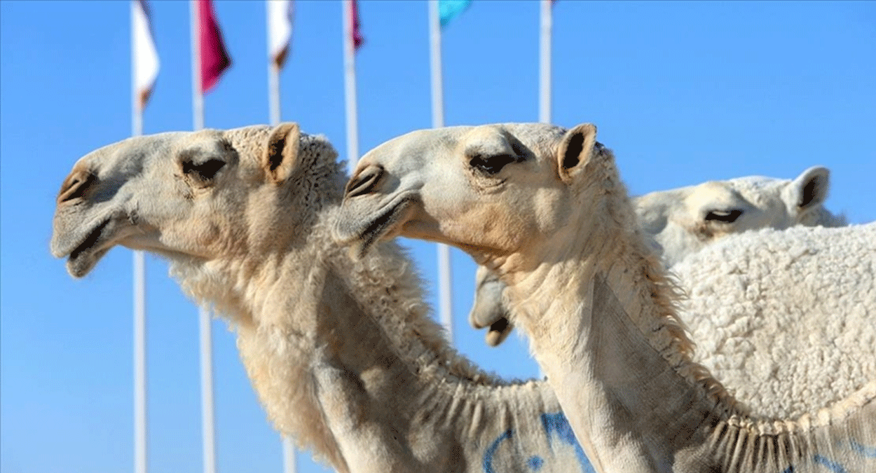 Suudi Arabistan'dan 'deve pasaportu' projesi