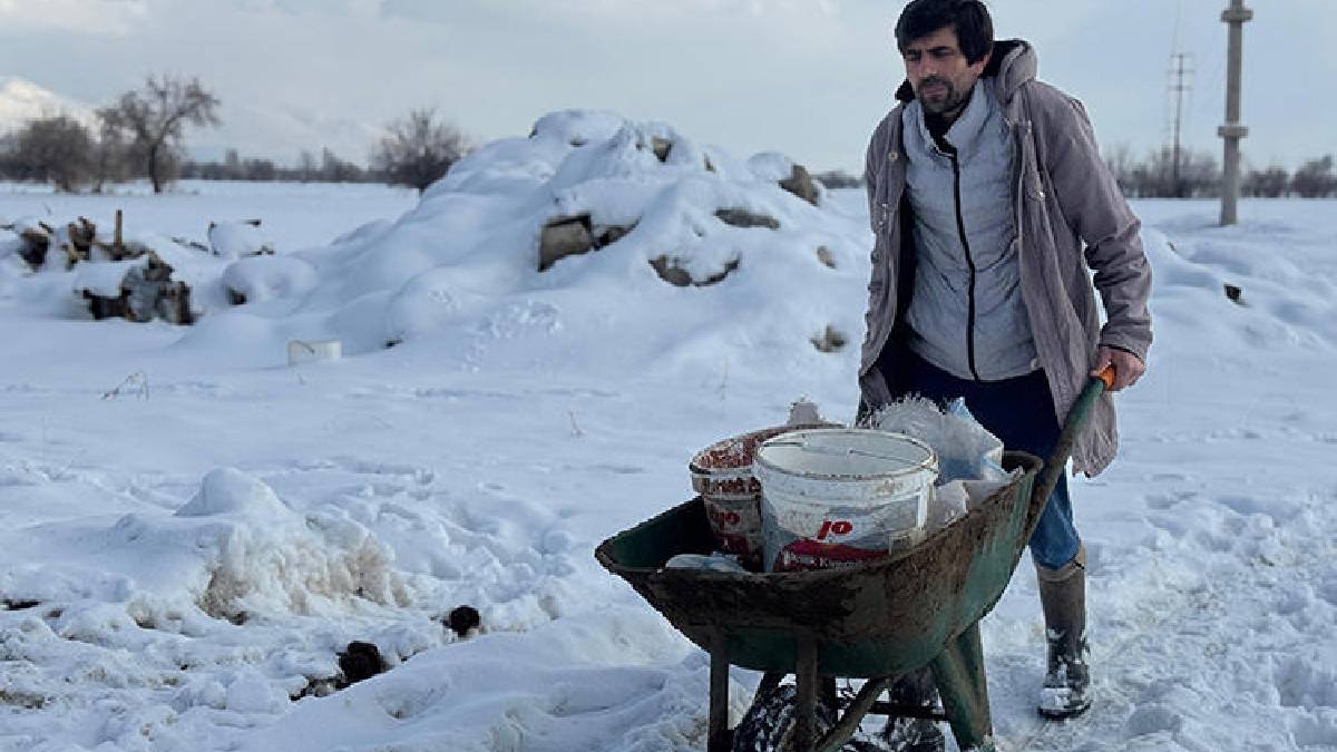 Yiyecek bulamıyorlar diye yola çıkıyor, çetin kış şartlarına aldırmıyor: Keklikler karlı arazide her gün karnını doyuruyor
