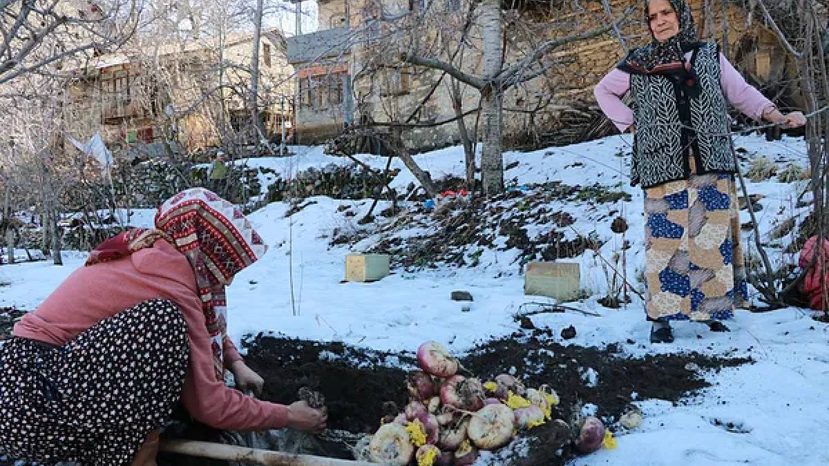 Önce hasat ediliyor sonra toprak altına gömülüyor! Asırlardır uygulanan yöntem: Bu sayede tazeliğini koruyor