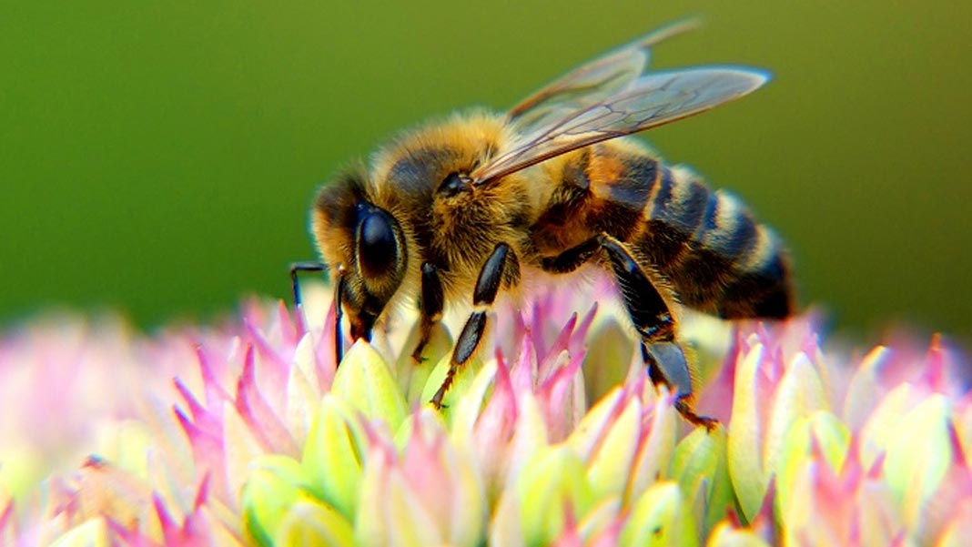 İyi haber: Arıları kurtardık! Kötü haber: Yanlış arıları kurtardık