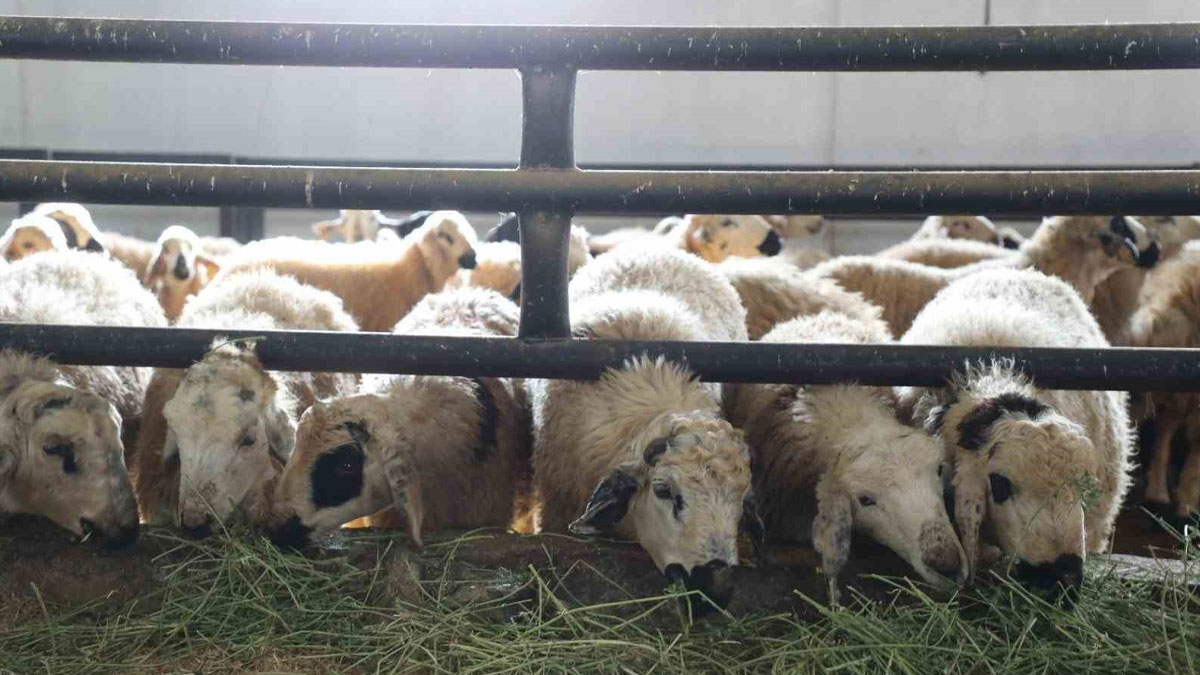 Elazığ’da çiçek hastalığı alarmı: 6 köy karantinada