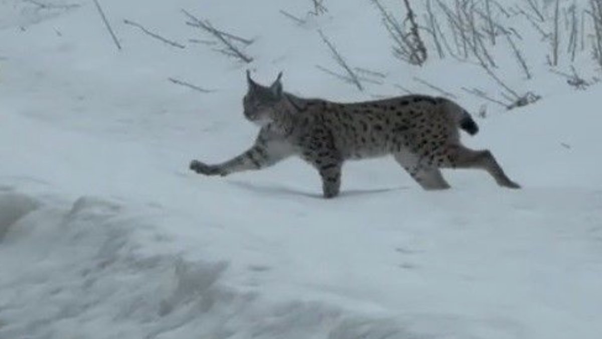 Bayburt'ta karların üzerinde büyüleyen görüntü: Tüm dünyada korunan iri cüsseli vaşak kamerada