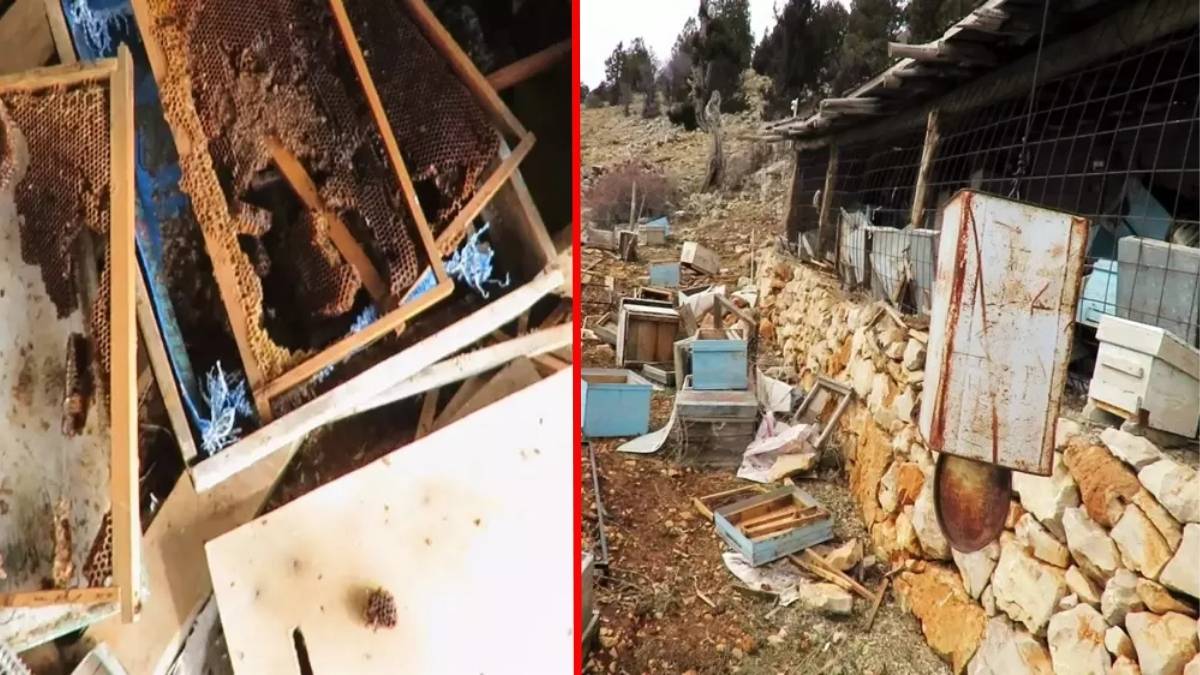 Arıcıların başı büyük dertte! Tarihi 'hanay'lara girip balları yediler: Konya’da ayı istilası