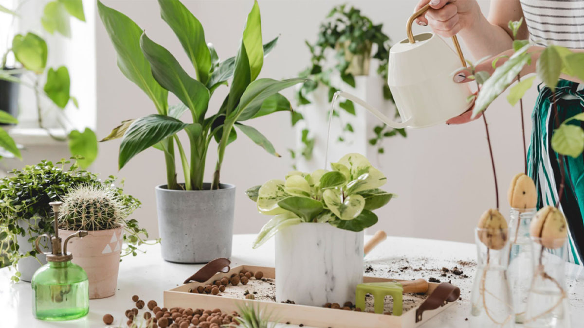 Telefon ve Wi-Fi yanına mutlaka koyun: Radyasyonu sünger gibi çekip bitiriyorlar!