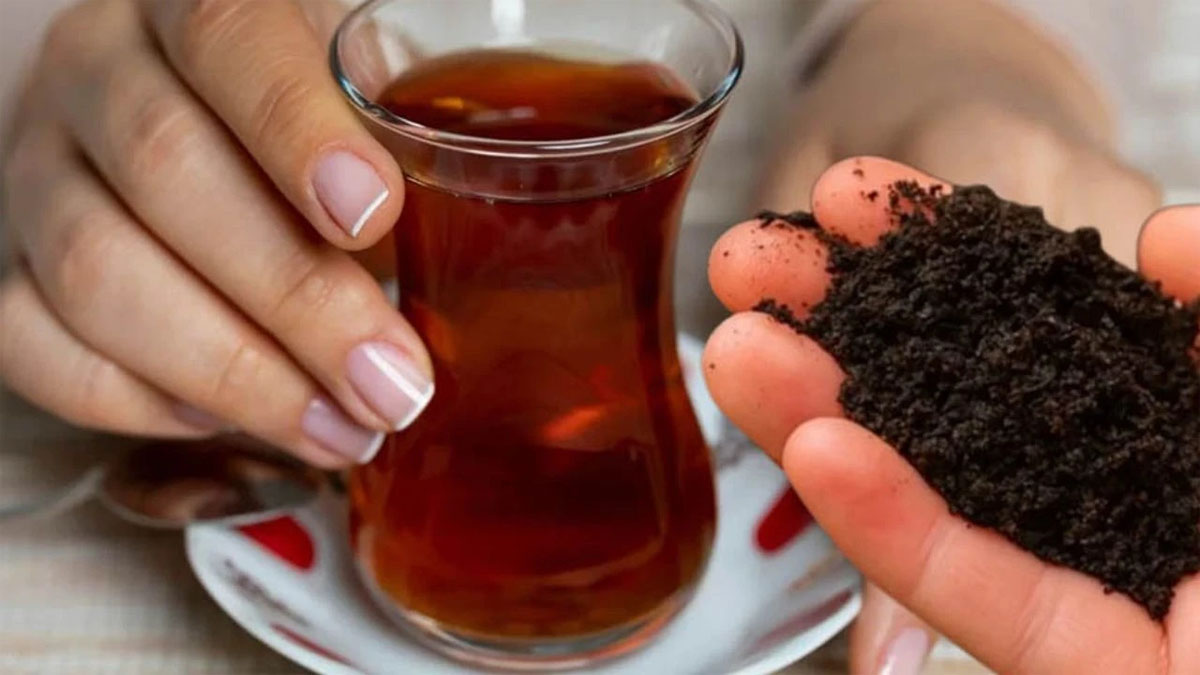 Meğer boşuna atıyormuşuz! Çay posasının bu mucizelerini kimse bilmiyor