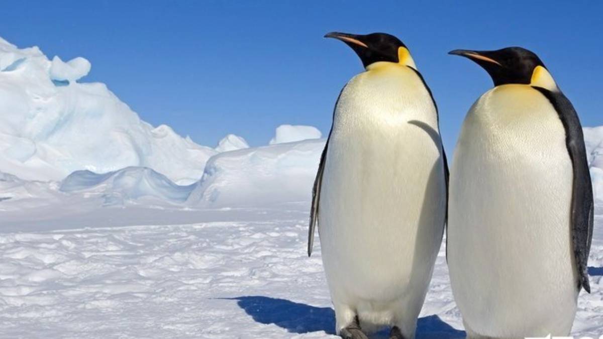 Penguenlerden kurtlara... En sadık türler listesi değişti