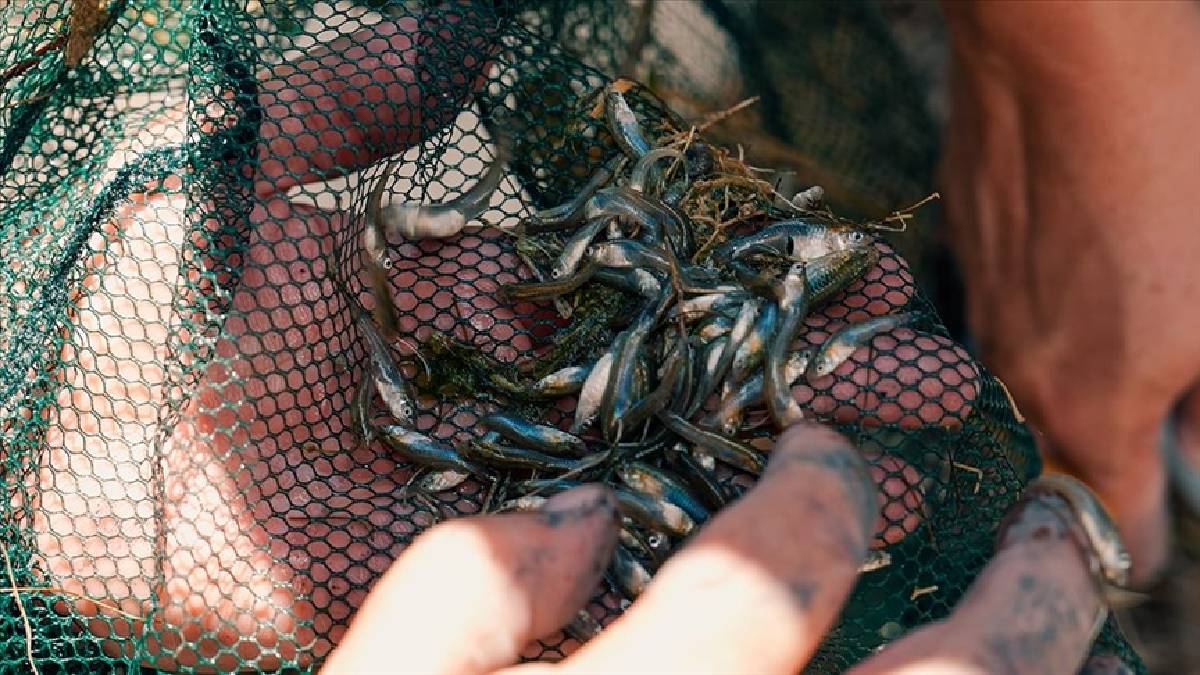 Nesli tükenmekle karşı karşıya kaldı! İstanbul’da korumaya alındı
