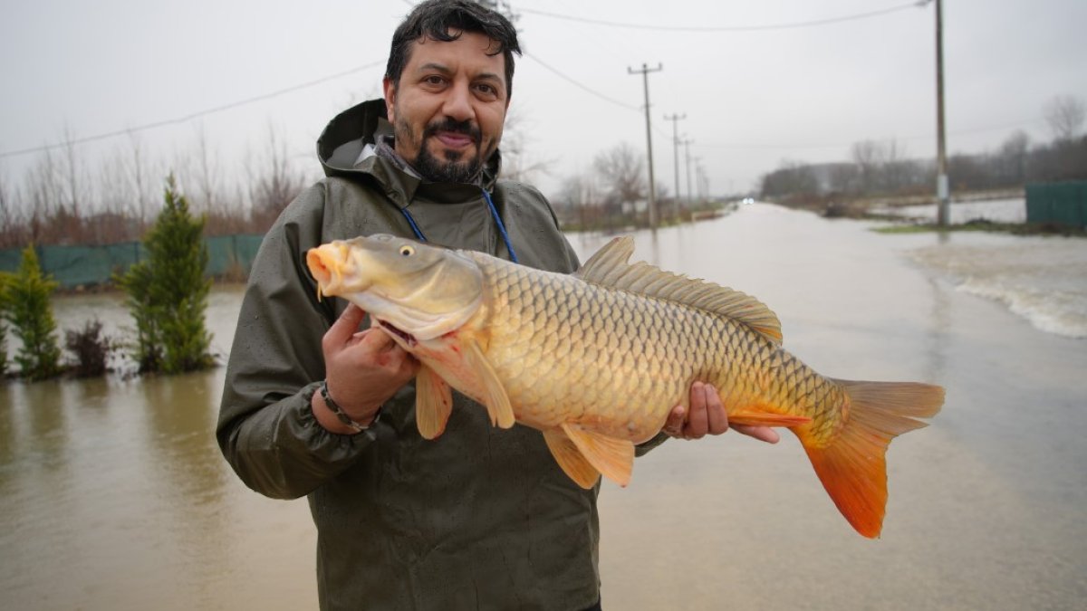 Tarladan balık topladılar! Bu kez balıklar nehirden değil: Meriç Nehri'nin taşmasıyla tarlalardan dev sazanlar çıktı