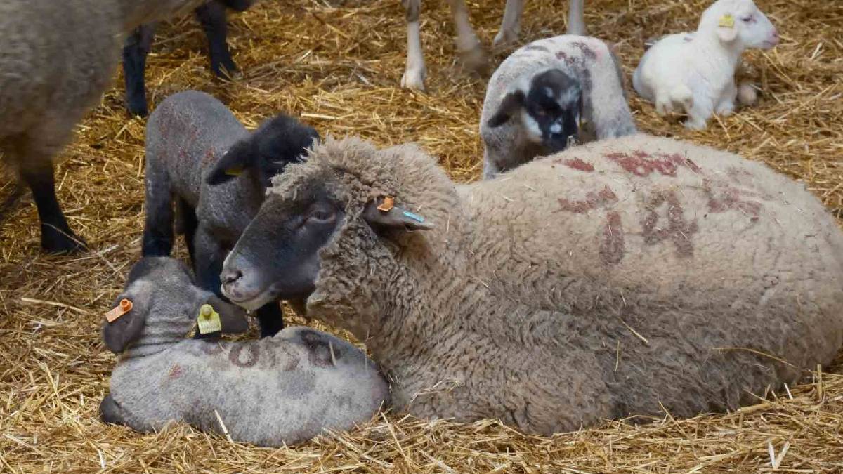 Merinos Koyunu’na yeni rakip! Üstelik eti de çok: Bandırma Koyunu’yla tanışın