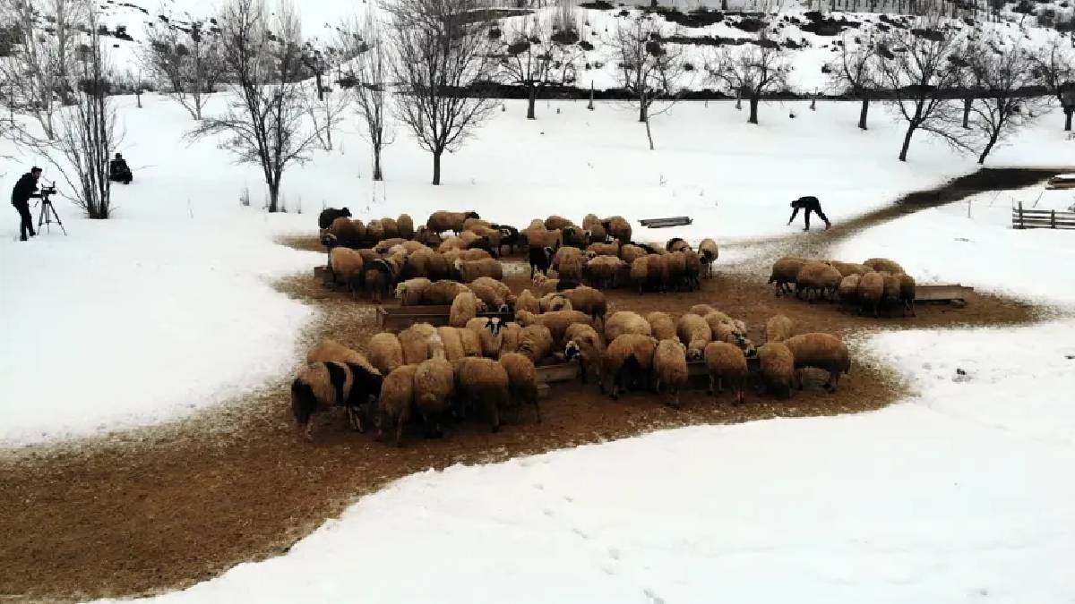 Gece boyu nöbet tutuyorlar, mart ayına kadar devam ediyor! Biberonla besleniyorlar, bakımları titizlikle yapılıyor