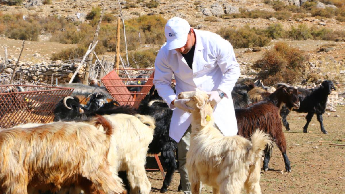 Antalya'da “Çoban Haritası Projesi” büyüyerek devam ediyor: 3 yılda 54 yaylada çalışma yapan ekipler 508 çobana destek oldu