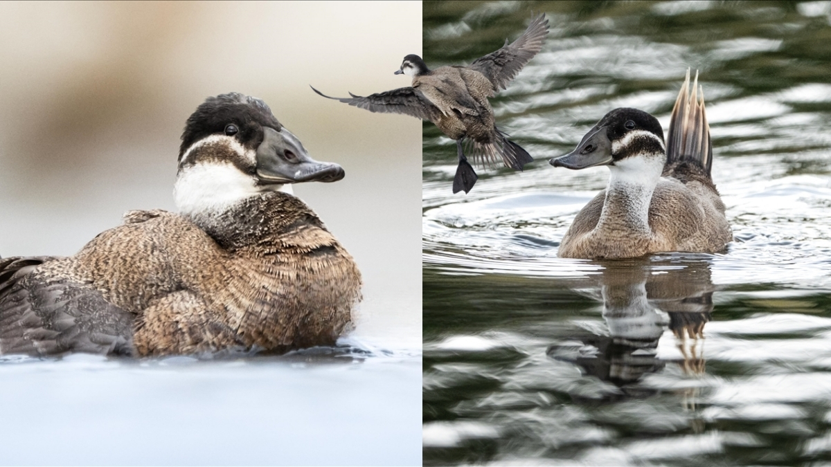 Nesli tükenmekteydi, Kocaeli’de görüntülendi! Rengiyle duruşuyla hayran bıraktı: Dikkuyruk ördekleri