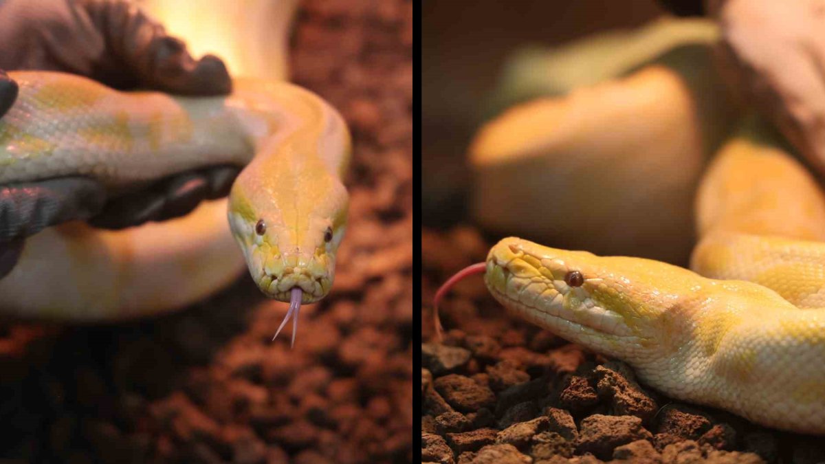 Nesli tehlike altında: Denizli’de izinsiz sergilenen Albino Burma Pitonu'na el konuldu