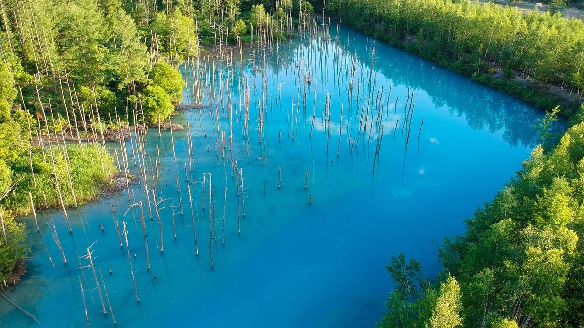 Turist gelmesin dediler, tüm ağaçları kestiler! Şimdi daha çok turist geliyor